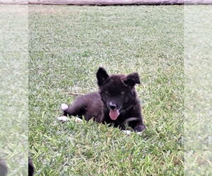 Shollie Dogs for adoption in Lakewood, CO, USA