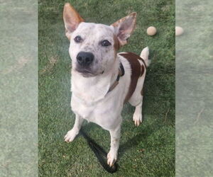 Mutt Dogs for adoption in Lakewood, CO, USA