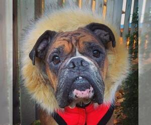 Bull-Boxer Dogs for adoption in Brights Grove, Ontario, Canada