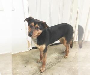 Mutt Dogs for adoption in Holly Springs, MS, USA
