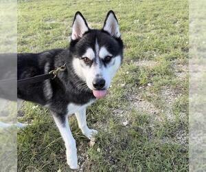 Siberian Husky-Unknown Mix Dogs for adoption in San Antonio, TX, USA