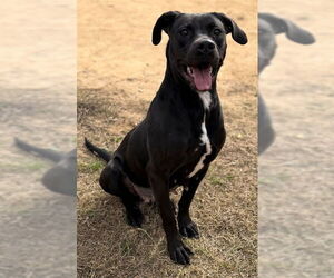 Mutt Dogs for adoption in Augusta, GA, USA