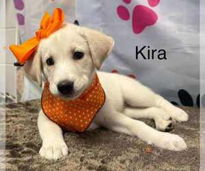 Beagle-Huskies  Mix Dogs for adoption in Springdale, PA, USA