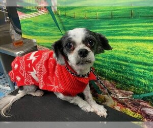 Shih Tzu-Unknown Mix Dogs for adoption in Moreno Valley, CA, USA