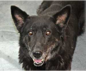 Medium Photo #1 German Shepherd Dog Puppy For Sale in Dodson, MT, USA