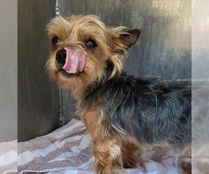 Mutt Dogs for adoption in San Antonio, TX, USA
