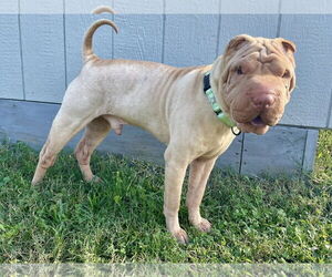 Chinese Shar-Pei-Unknown Mix Dogs for adoption in Millersville, MD, USA