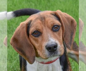 Beagle Dogs for adoption in Huntley, IL, USA