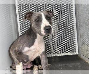 American Pit Bull Terrier Dogs for adoption in Bakersfield, CA, USA