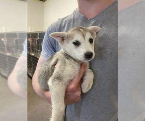 Huskies -Unknown Mix Dogs for adoption in Waco, TX, USA