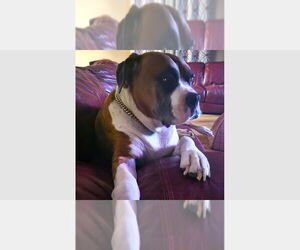 Boxer Dogs for adoption in Austin, TX, USA