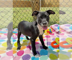 Labrador Retriever-Unknown Mix Dogs for adoption in Tarrytown, GA, USA