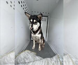 German Shepherd Dog-Siberian Husky Mix Dogs for adoption in Sacramento, CA, USA