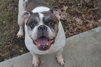 Bulldog Dogs for adoption in Lakewood, OH, USA