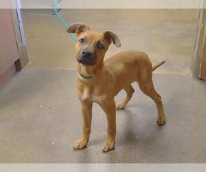 Chihuahua-Unknown Mix Dogs for adoption in Sacramento, CA, USA