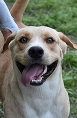American Staffordshire Terrier-Labrador Retriever Mix Dogs for adoption in Jarrell, TX, USA