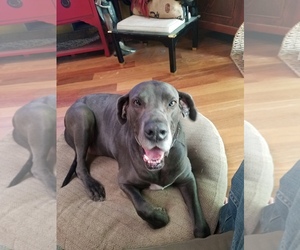 Great Dane Dogs for adoption in Alexandria, VA, USA