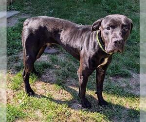 Labrador Retriever-Unknown Mix Dogs for adoption in Akron, OH, USA