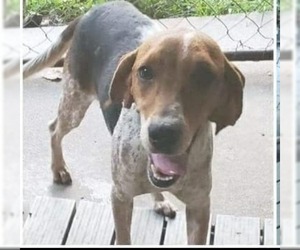 Beagle Dogs for adoption in Pembroke, GA, USA