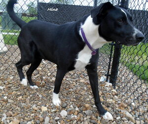 Borador Dogs for adoption in Oskaloosa, IA, USA