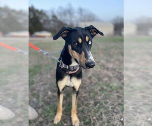 Doberman Pinscher-Unknown Mix Dogs for adoption in Foristell, MO, USA