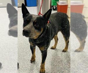 Mutt Dogs for adoption in Westminster, MD, USA