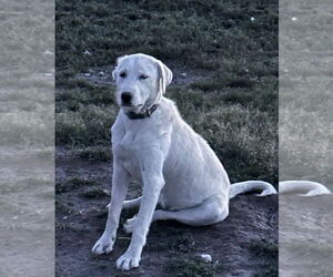 - Mix Dogs for adoption in Bountiful, UT, USA