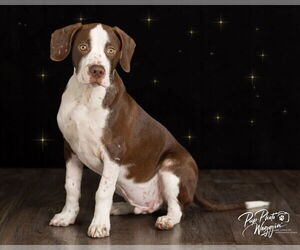 Mutt Dogs for adoption in Claremore, OK, USA