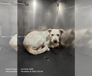 Mutt Dogs for adoption in San Antonio, TX, USA