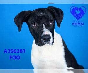 Great Dane Dogs for adoption in Stockton, CA, USA
