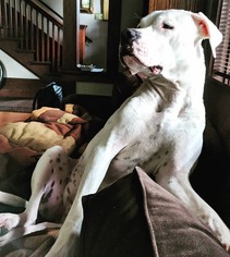 Dogo Argentino Dogs for adoption in Bellevue, WA, USA