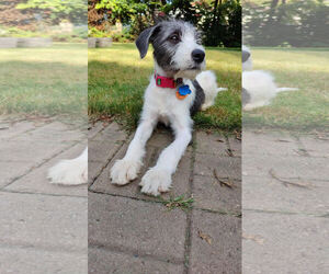 Mutt Dogs for adoption in Minneapolis, MN, USA