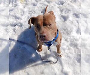 Mutt Dogs for adoption in Boston, MA, USA