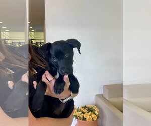 Lab-Rat Terrier Dogs for adoption in Mobile, AL, USA
