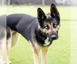 German Shepherd Dog Dogs for adoption in Camarillo, CA, USA