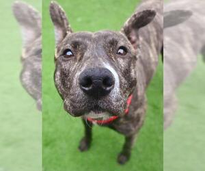 Mutt Dogs for adoption in Sacramento, CA, USA