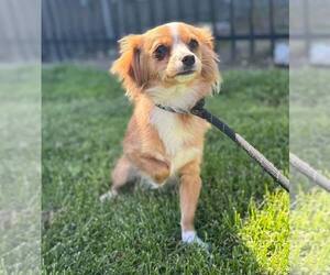 Chihuahua-Unknown Mix Dogs for adoption in Modesto, CA, USA