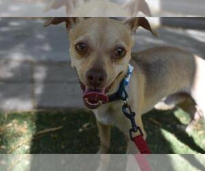 Chihuahua-Unknown Mix Dogs for adoption in Las Vegas, NV, USA