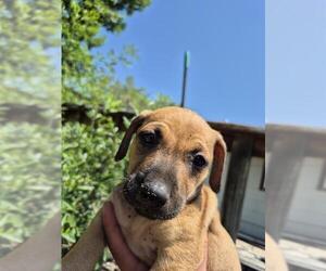 American Staffordshire Terrier-Unknown Mix Dogs for adoption in San Antonio, TX, USA