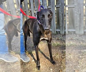 Greyhound Dogs for adoption in Cherry Hill, NJ, USA