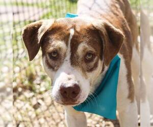Labrador Retriever-Unknown Mix Dogs for adoption in San Antonio, TX, USA