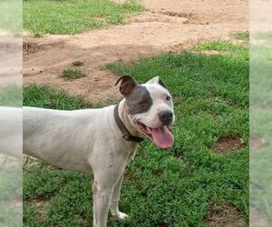 American Pit Bull Terrier-Unknown Mix Dogs for adoption in Sapulpa, OK, USA
