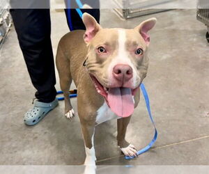 American Bulldog Dogs for adoption in Tavares, FL, USA