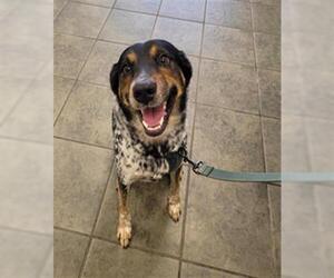 Mutt Dogs for adoption in San Antonio, TX, USA