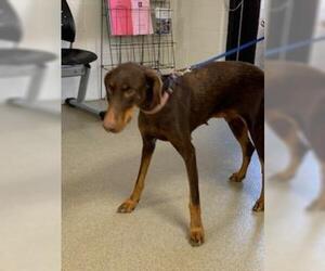 Doberman Pinscher Dogs for adoption in Sebec, ME, USA
