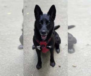 German Shepherd Dog-Unknown Mix Dogs for adoption in Woodsfield, OH, USA