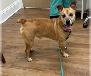 Jack Russell Terrier-Unknown Mix Dogs for adoption in Doylestown, PA, USA