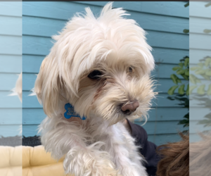 Maltese Dogs for adoption in San Diego , CA, USA