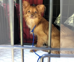 Chiranian Dogs for adoption in Benton, LA, USA