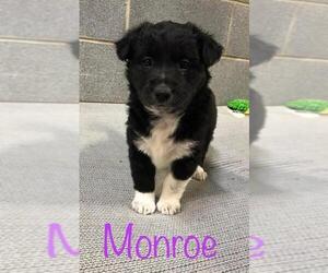 Border Collie-Unknown Mix Dogs for adoption in Hendersonville, NC, USA
